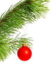 Image showing decoration ball on pine branch