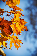 Image showing autumn maple leaves