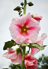 Image showing mallow flowers