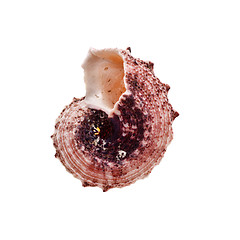 Image showing Spiral Seashell