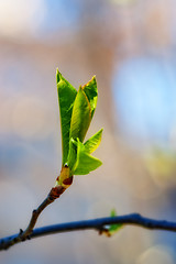 Image showing Spring Leaves