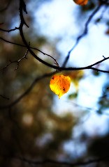 Image showing lonely autumn leaf