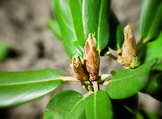 Image showing Green Sprout