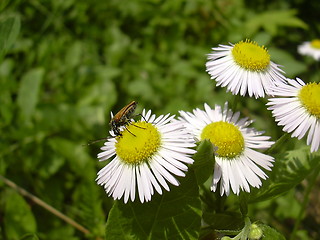 Image showing guest