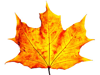 Image showing maple leaf 