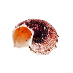 Image showing Spiral Seashell