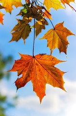 Image showing autumn maple leaves