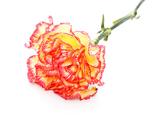 Image showing Pink and Yellow Carnation