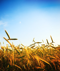 Image showing wheat field