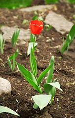 Image showing Red Tulip