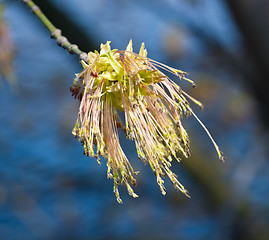 Image showing Spring Leaves