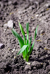 Image showing Green Sprout