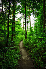 Image showing Path In Forest