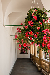 Image showing flowers in gallery