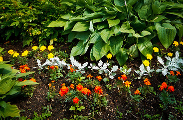 Image showing beautiful flowerbed