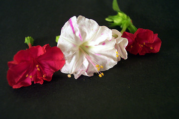 Image showing flowers in darkness