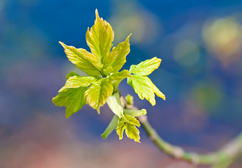 Image showing Spring Branch