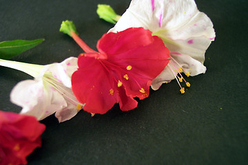 Image showing red and white flowers