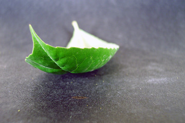 Image showing lonely leaf