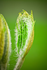 Image showing Spring Bud