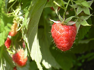 Image showing raspberry