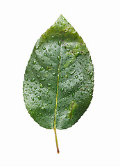 Image showing Isolated Green Leaf