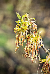 Image showing Spring Leaves