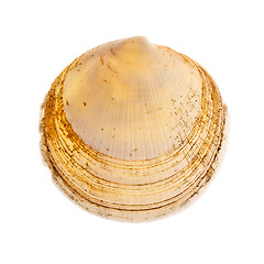 Image showing Radial Seashell