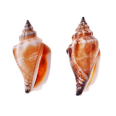 Image showing Two Spiral Seashell