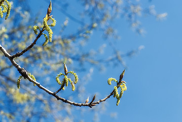 Image showing Spring Branch