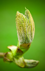 Image showing Spring Bud