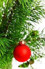 Image showing red decoration ball on pine branch