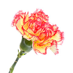 Image showing Pink and Yellow Carnation