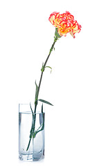 Image showing Carnation in Glass