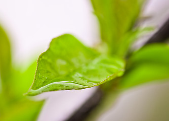 Image showing Spring Leaves