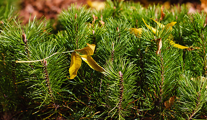 Image showing shoots mountain spruce