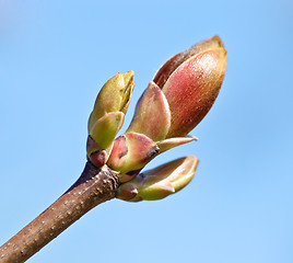 Image showing Spring Bud