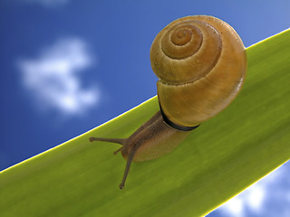 Image showing Snail