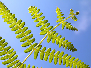 Image showing Leaf on the sky.