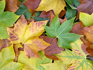 Image showing colored,leafs