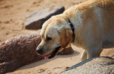 Image showing labrador retriever