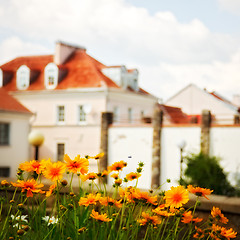 Image showing daisies in front of house