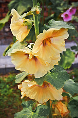 Image showing mallow flowers