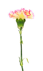 Image showing Pink and Yellow Carnation