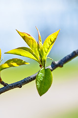 Image showing Spring Leaves