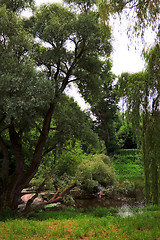 Image showing calm river in forest