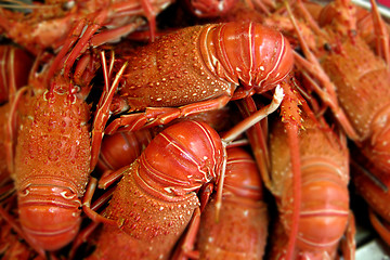 Image showing Lobsters