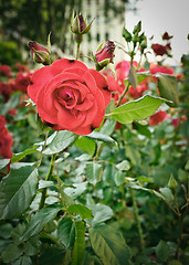 Image showing roses flowerbed