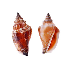 Image showing Two Spiral Seashell