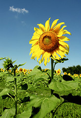 Image showing Sunflower